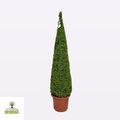 Buxus sempervirens