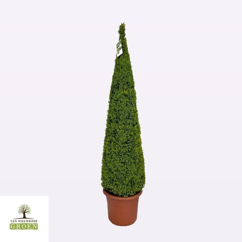 Buxus sempervirens