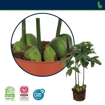 Castanospermum australe CASTANO'S