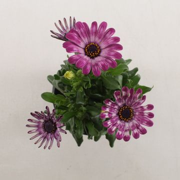 Osteospermum ASTRA PINK SPOON