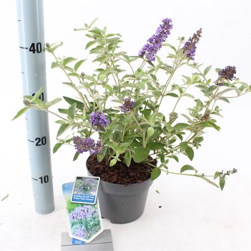 Buddleja FREE PETITE BLUE HEAVEN