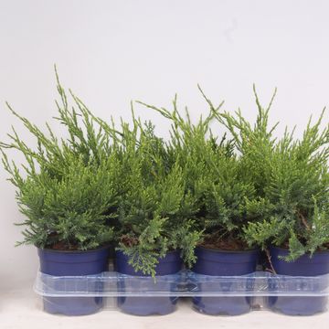 Juniperus x pfitzeriana 'Mint Julep'