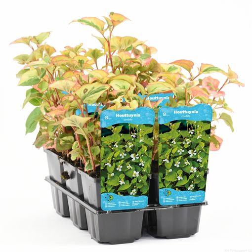 Houttuynia cordata 'Chameleon'