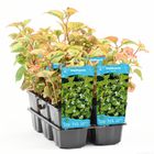 Houttuynia cordata 'Chameleon'