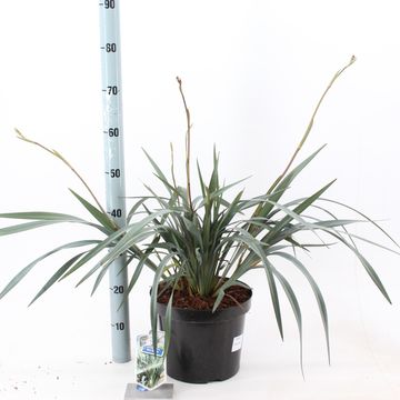 Dianella BLUE RIPPLE