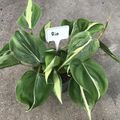 Philodendron hederaceum 'Rio'
