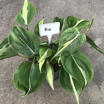 Philodendron hederaceum 'Rio'