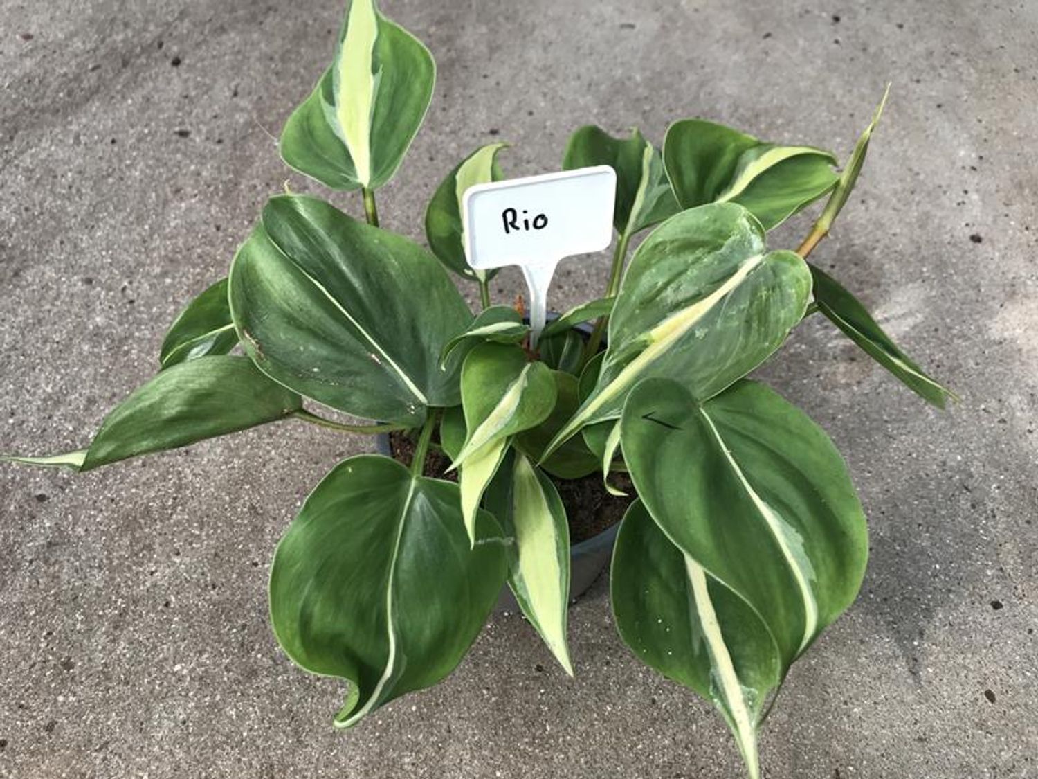 Philodendron hederaceum 'Rio' — Plant Wholesale FlorAccess