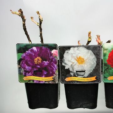 Paeonia suffruticosa MIX