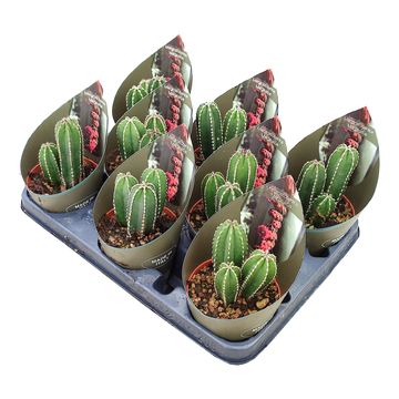 Marginatocereus marginatus