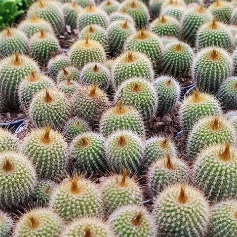 Notocactus leninghausii