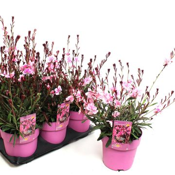 Gaura lindheimeri GAUDI MEDIUM PINK