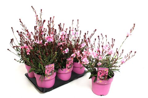 Gaura lindheimeri GAUDI MEDIUM PINK