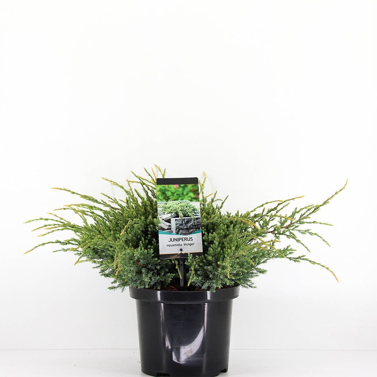 Juniperus squamata 'Holger' — Plant Wholesale FlorAccess