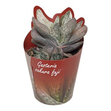 Gasteria 'Sakura Fuji'