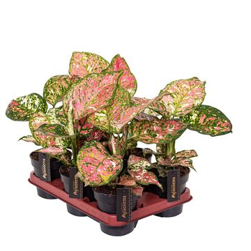 Aglaonema 'Jazzy Red'