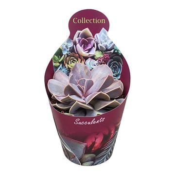 Echeveria 'Serena'