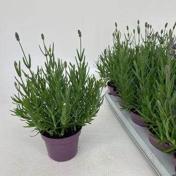 Lavandula angustifolia 'Hidcote'