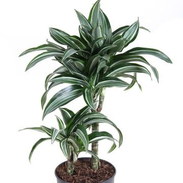 Dracaena fragrans 'Jade Jewel'