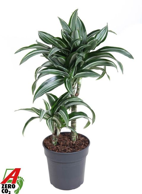 Dracaena fragrans 'Jade Jewel'