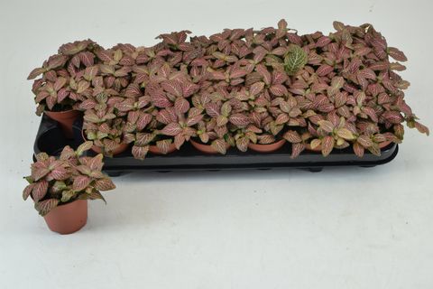 Fittonia verschaffeltii 'Red Angel'