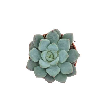 Pachyveria