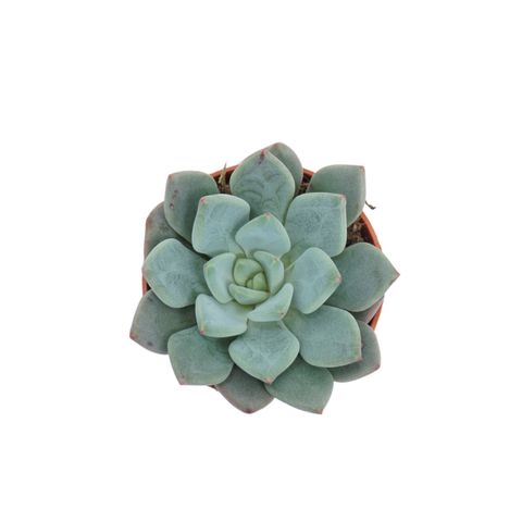 Pachyveria