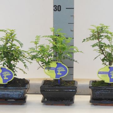 Zanthoxylum piperitum