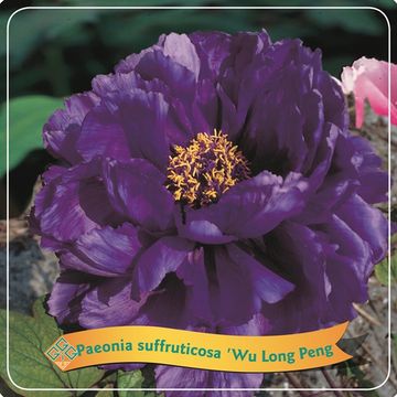 Paeonia suffruticosa 'Wu Long Peng Sheng'