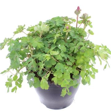 Aquilegia 'Spring Magic Rose and Ivory'