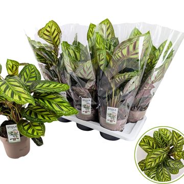 Calathea 'Moonlight'