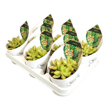 Sedum nussbaumerianum