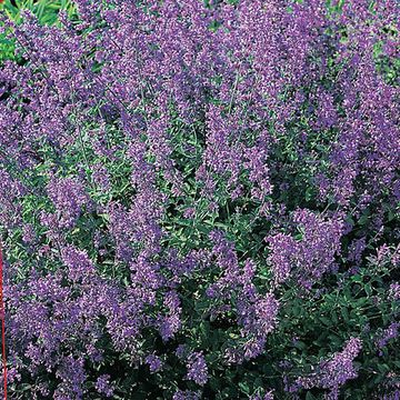 Nepeta 'Walker's Low'