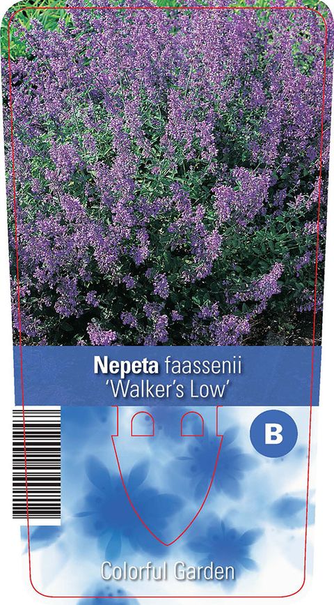 Nepeta 'Walker's Low'