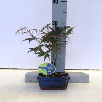 Acer palmatum 'Atropurpureum'