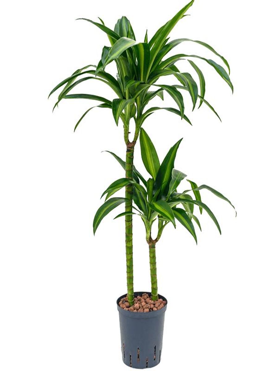 Dracaena fragrans 'Hawaiian Sunshine' — Plant Wholesale FlorAccess