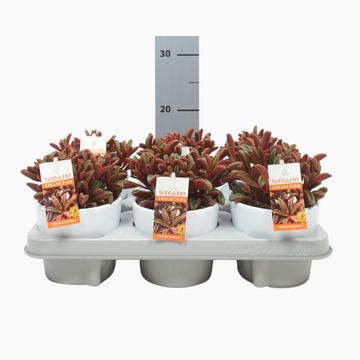 Peperomia graveolens