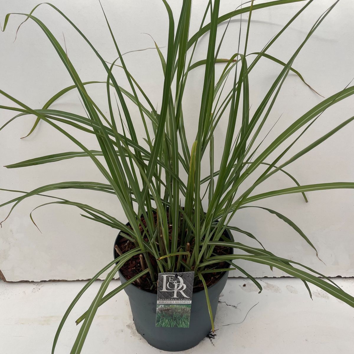 Miscanthus sinensis 'Malepartus' — Plant Wholesale FlorAccess