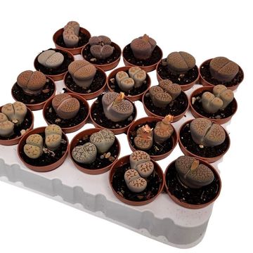 Lithops MIX