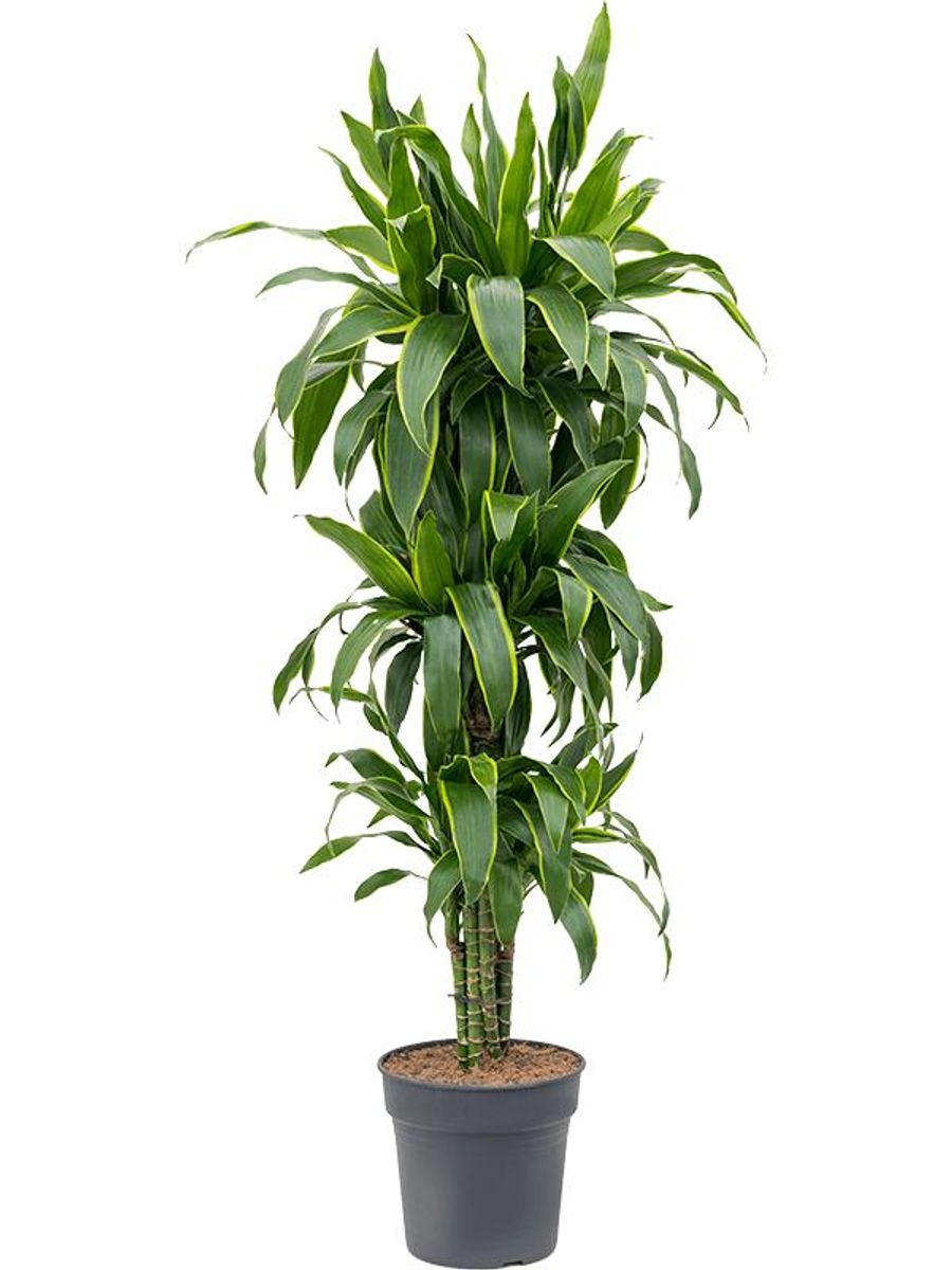 kaktus deutschland Hylocereus undatus main image 1