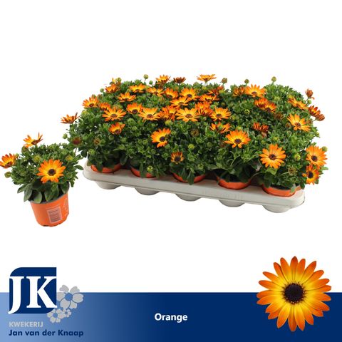 Osteospermum SUNNY CLASSIC CILIA