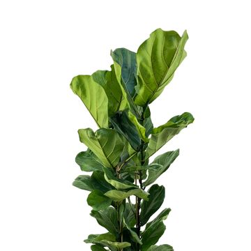 Ficus lyrata