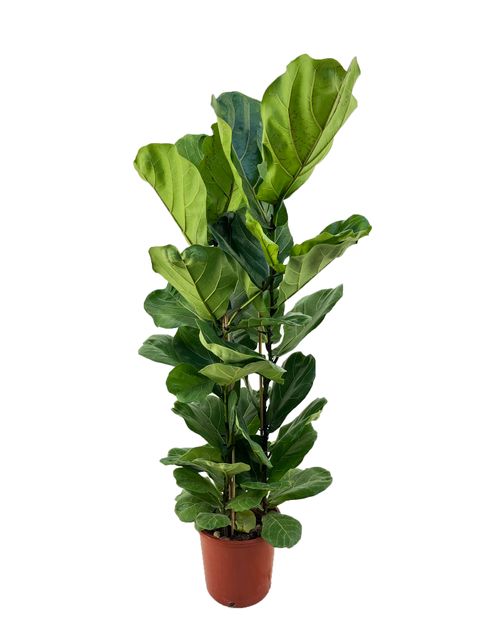 Ficus lyrata