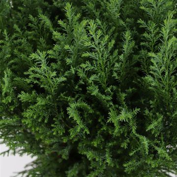 Chamaecyparis лавсониана 'Элвуди'