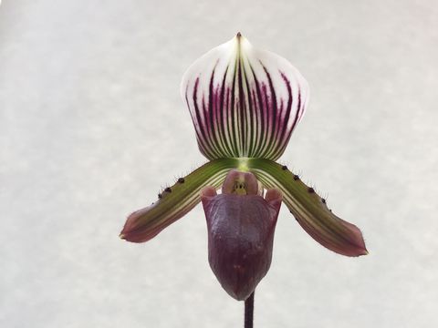 Paphiopedilum Maudiae 'Coloratum'