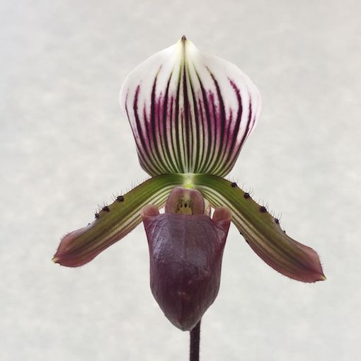 Paphiopedilum Maudiae 'Coloratum'