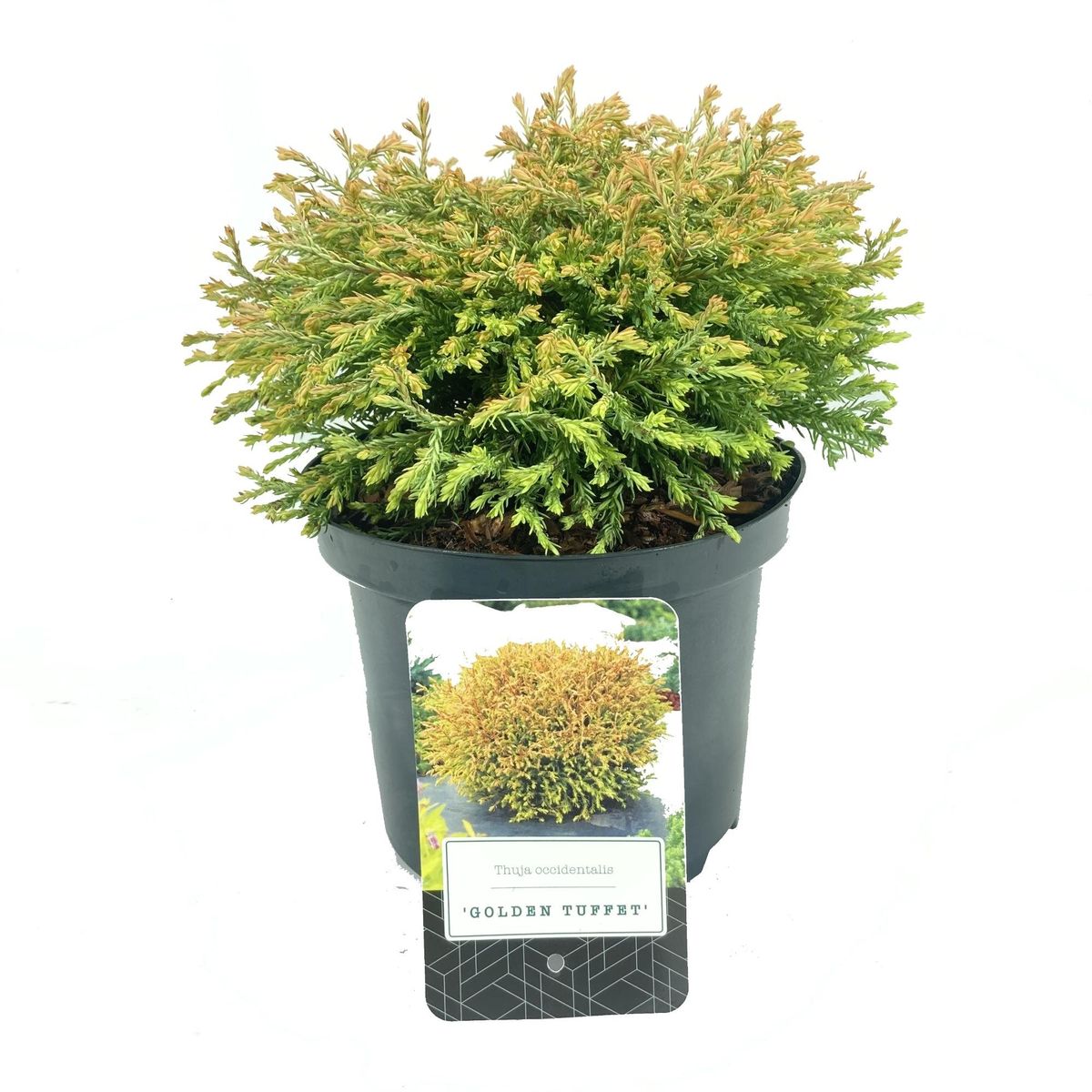 Thuja occidentalis 'Golden Tuffet' — Plant Wholesale FlorAccess