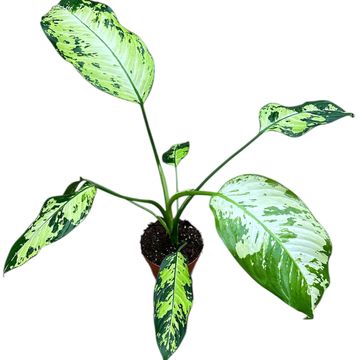 Dieffenbachia 'Yellow Star'