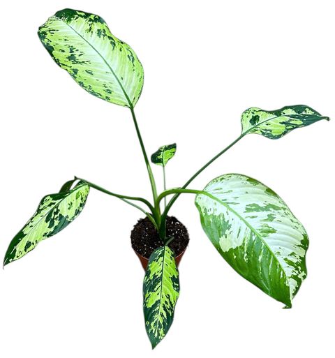 Dieffenbachia 'Yellow Star'