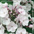 Phlox 'Monica Lynden-Bell'